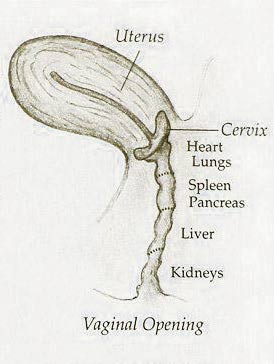 female reflexology points female-reflexology-points